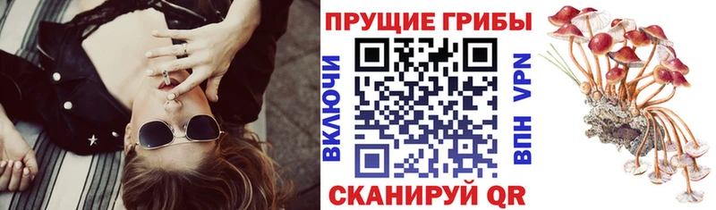 Псилоцибиновые грибы Cubensis Куртамыш